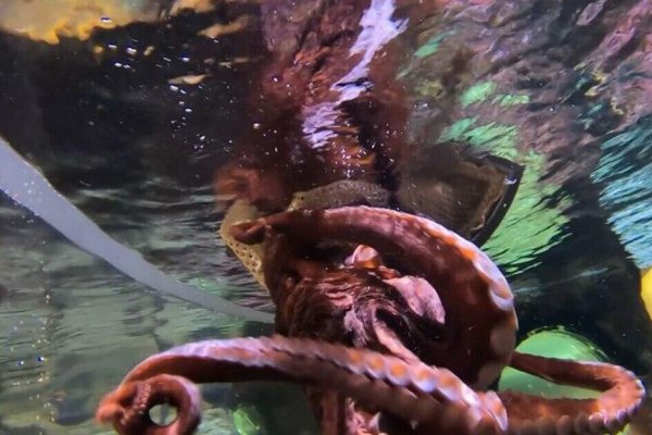 Ссылки зеркала на kraken