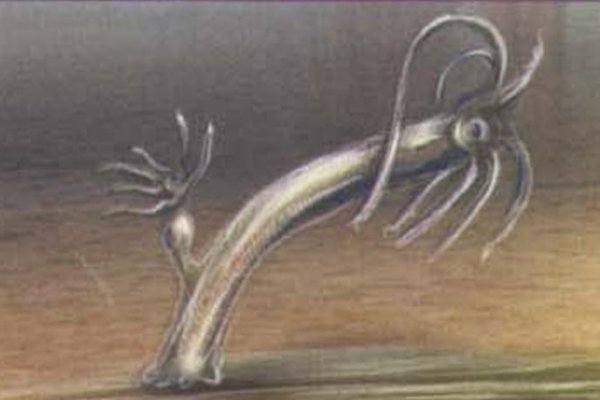 Kraken 19 at