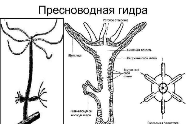 Кракен правильная