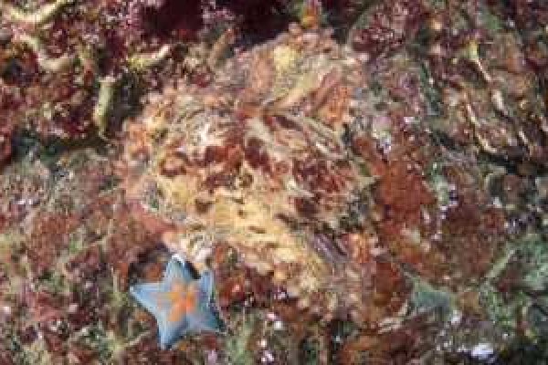 Официальный сайт kraken ссылки зеркала