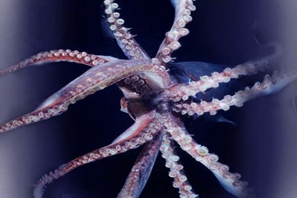 Kraken рабочая ссылка onion