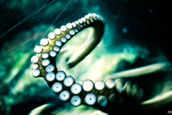Kraken официальное зеркало kraken dark link